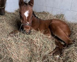 horse Stute von Curlin xx (Thoroughbred, 2021, from Curlin xx)