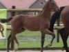 foal by Hengst von Zarenball / Floriscount (Oldenburg, 2024, from Zarenball)