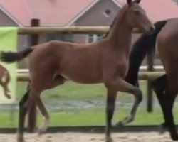 foal by Hengst von Zarenball / Floriscount (Oldenburg, 2024, from Zarenball)