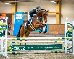 jumper Cosby 15 (German Sport Horse, 2018, from Carell)