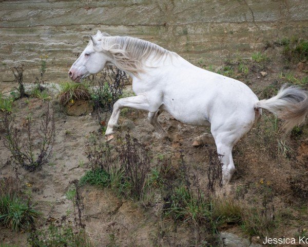 stallion Pluton af Kronplet (Danish Warmblood, 2008, from VbPrH Pergamon aus der schützenden Hand)