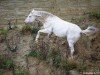 stallion Pluton af Kronplet (Danish Warmblood, 2008, from VbPrH Pergamon aus der schützenden Hand)