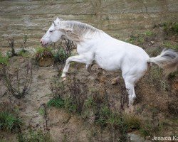 stallion Pluton af Kronplet (Danish Warmblood, 2008, from VbPrH Pergamon aus der schützenden Hand)