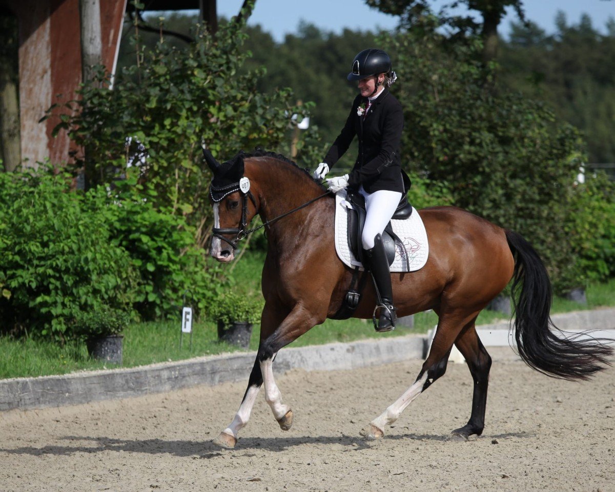 dressage horse Zoomlight (Westphalian, 2019, from Zoom 8)