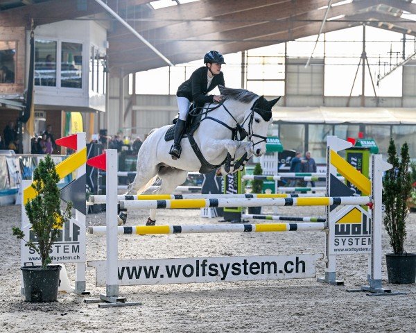 Springpferd Festival Vert CH (Schweizer Warmblut, 2015, von Button Sitte)