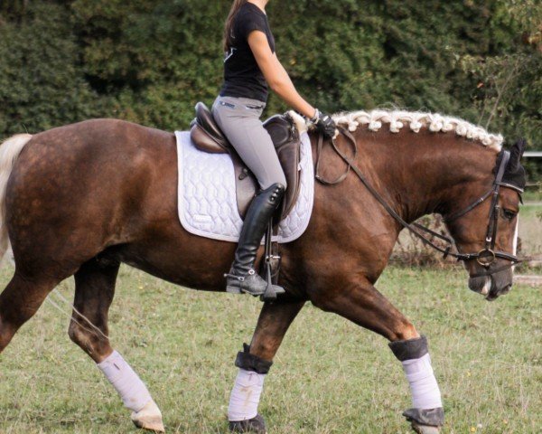 dressage horse Willibald (Black Forest Horse, 2020, from Wildschütz)