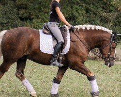 dressage horse Willibald (Black Forest Horse, 2020, from Wildschütz)