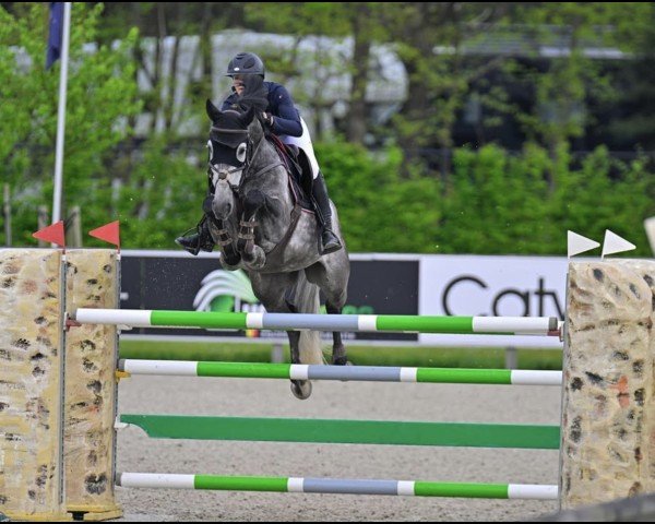 Springpferd Et Alors Z (Zangersheide Reitpferd, 2016, von Elvis Ter Putte)