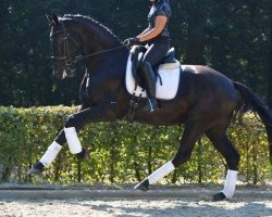 dressage horse Pete the Dragon (Swedish Warmblood, 2020, from Glamourdale)