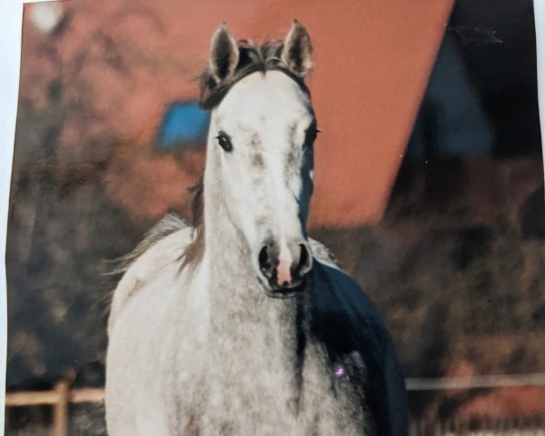 horse Dakkar (Arabian thoroughbred, 1995, from Edykt ox)