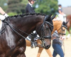 dressage horse Call me Honey 2 (Holsteiner, 2008, from Contendro I)