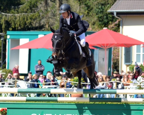 dressage horse Call me Honey 2 (Holsteiner, 2008, from Contendro I)