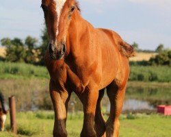 foal by Best of Myself (German Sport Horse, 2024, from Best Man)