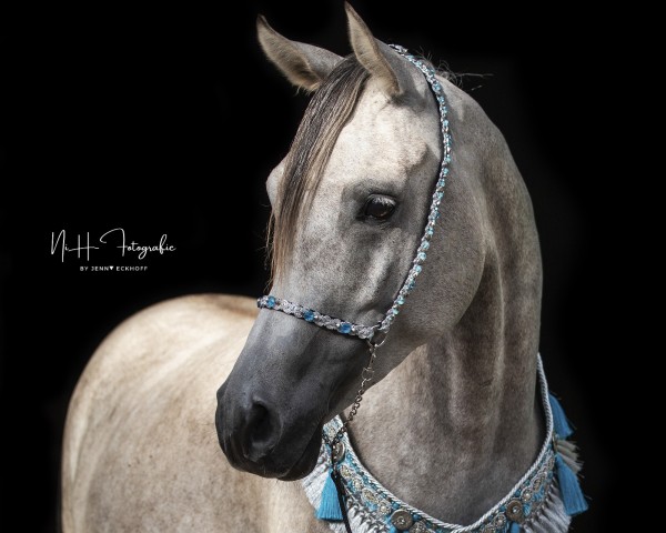 horse AB Sajid Mahfouz Halim (Arabian thoroughbred, 2017, from Mahfouz Halim EAO)