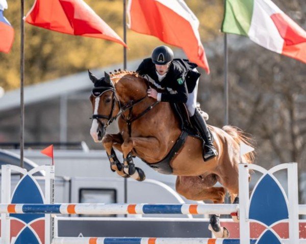 jumper Cadou Z (Zangersheide riding horse, 2015, from Comilfo Plus Z)