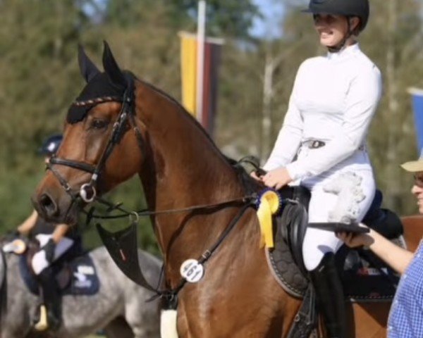 Springpferd Iquitos F (Deutsches Sportpferd, 2018, von Iberio)