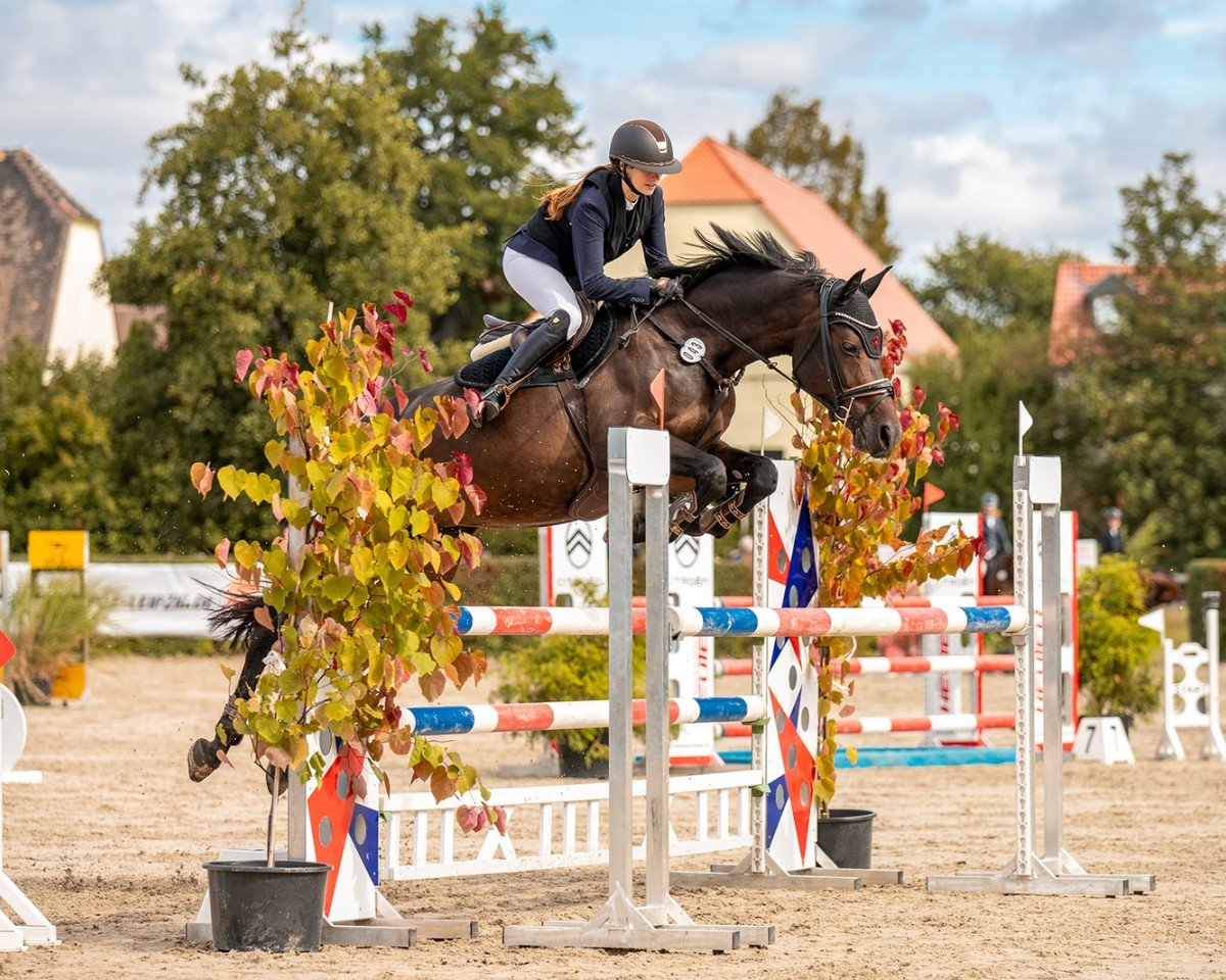 Springpferd Captain Abby's Calidora (Deutsches Pferd, 2014, von Captain Abby)