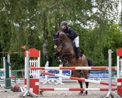 jumper Desperado 261 (KWPN (Royal Dutch Sporthorse), 2008, from Corland)