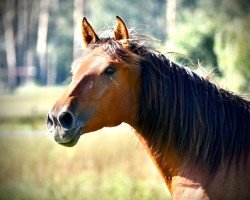 Pferd Ninera RS (Pura Raza Espanola (PRE), 2019)