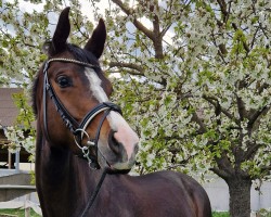 dressage horse For Me (Hanoverian, 2019, from Fürsten-Look)