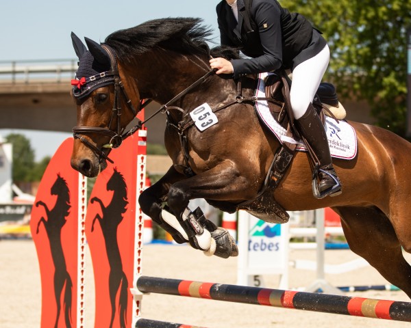 jumper Call Me Coolness (German Sport Horse, 2017, from Cody 69)