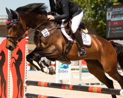 jumper Call Me Coolness (German Sport Horse, 2017, from Cody 69)