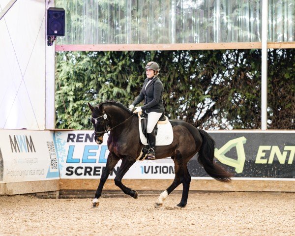 jumper Hickstead Graciano GE (Westphalian, 2019, from Hickstead White)