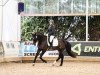 Springpferd Hickstead Graciano GE (Westfale, 2019, von Hickstead White)