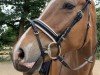 dressage horse Connor (Trakehner, 2014)