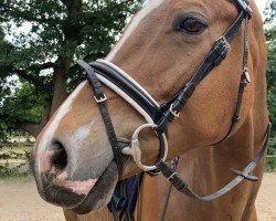 dressage horse Connor (Trakehner, 2014)