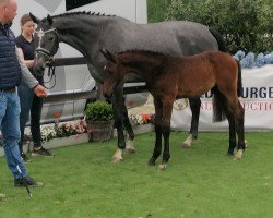 jumper Stute von Diamant de Semilly / Indoctro (Oldenburg show jumper, 2020, from Diamant de Semilly)