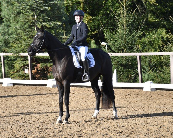 dressage horse Escamilla (Bavarian, 2020, from Escamillo)