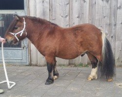 stallion Dresscoat vom Lennetal (Shetland pony (under 87 cm), 2015, from Dressman B)