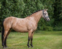 Zuchtstute Desert Cream (Deutsches Reitpony, 2019, von D-Power AT)