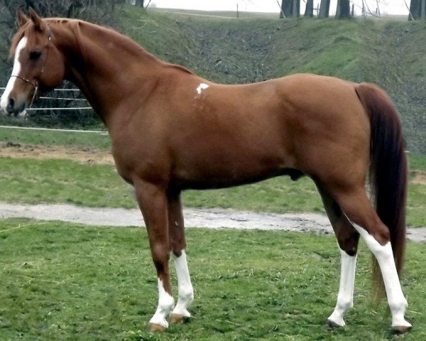 stallion 4673 Behdi P ox (Shagya Arabian, 1999)