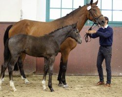 broodmare AMICELLI 164 (Mecklenburg, 2016, from Diarano)