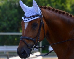 dressage horse Dancing Diamond 17 (Westphalian, 2009, from Douceur)