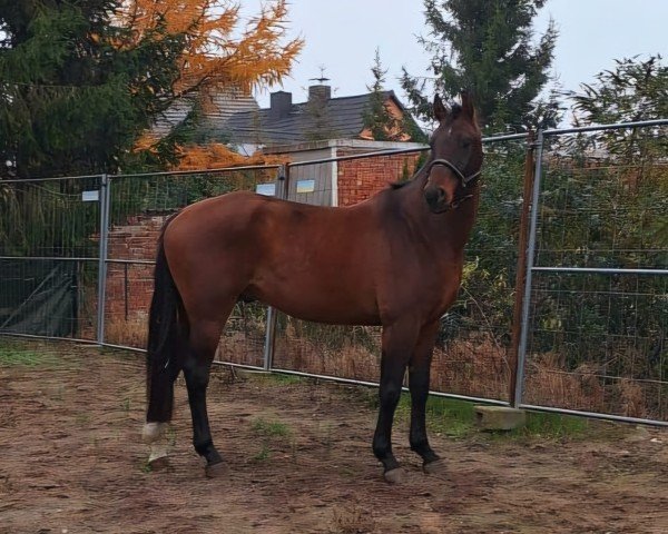 jumper Cornato (Hanoverian, 2020, from Cornet's Edition)