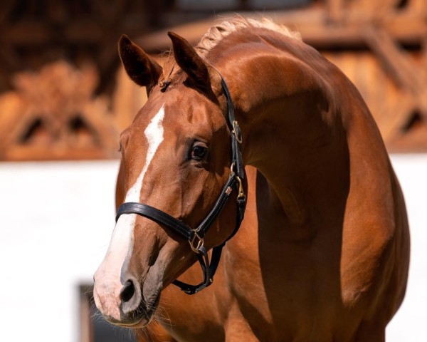 dressage horse Summer Rain (Hanoverian, 2019, from Secret)