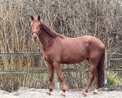 dressage horse Vinh (Westphalian, 2021, from Vainqueur)