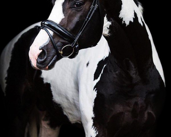 stallion Night or Day (KWPN (Royal Dutch Sporthorse), 2015, from Negro)