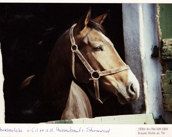 broodmare Husarenliebe (Trakehner, 1984, from Cil xx)