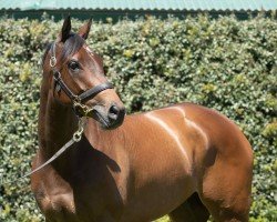 horse Archanna xx (Thoroughbred, 2016, from Snitzel xx)