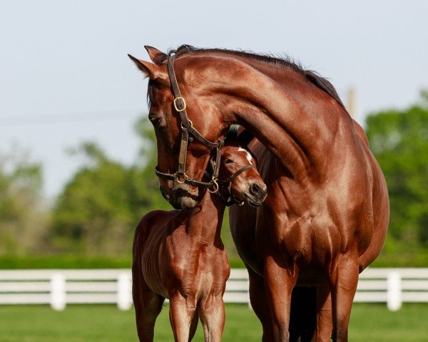 foal by Stute von Wootton Bassett xx (Thoroughbred, 2024, from Wootton Bassett xx)