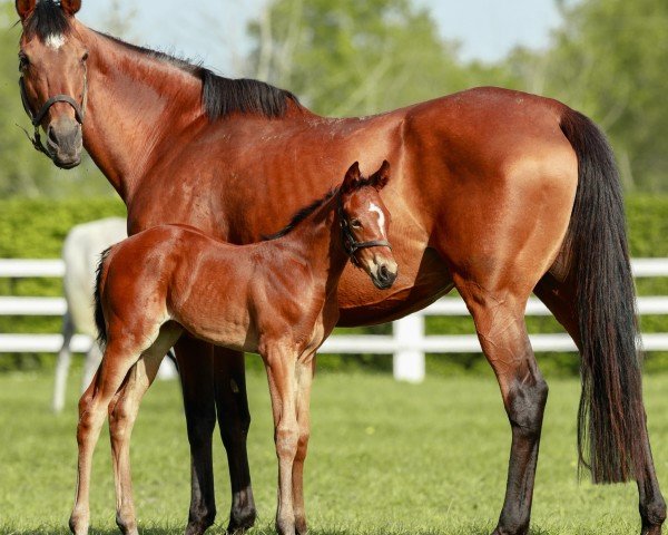 broodmare Azmiyna xx (Thoroughbred, 2010, from Galileo xx)