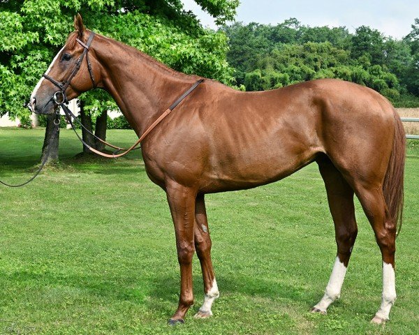 horse Hamsiyann xx (Thoroughbred, 2020, from Lope De Vega xx)