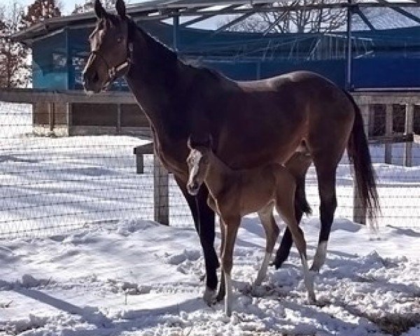 horse Loves Premium xx (Thoroughbred, 2023, from Epiphaneia xx)