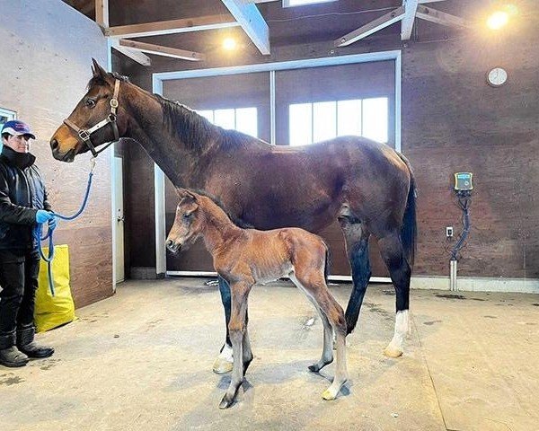 Pferd Hengst von Rey de Oro xx (Englisches Vollblut, 2024, von Rey De Oro xx)