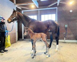 horse Hengst von Rey de Oro xx (Thoroughbred, 2024, from Rey De Oro xx)