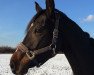 broodmare Lucienna 3 (Hanoverian, 2008, from Libertin)